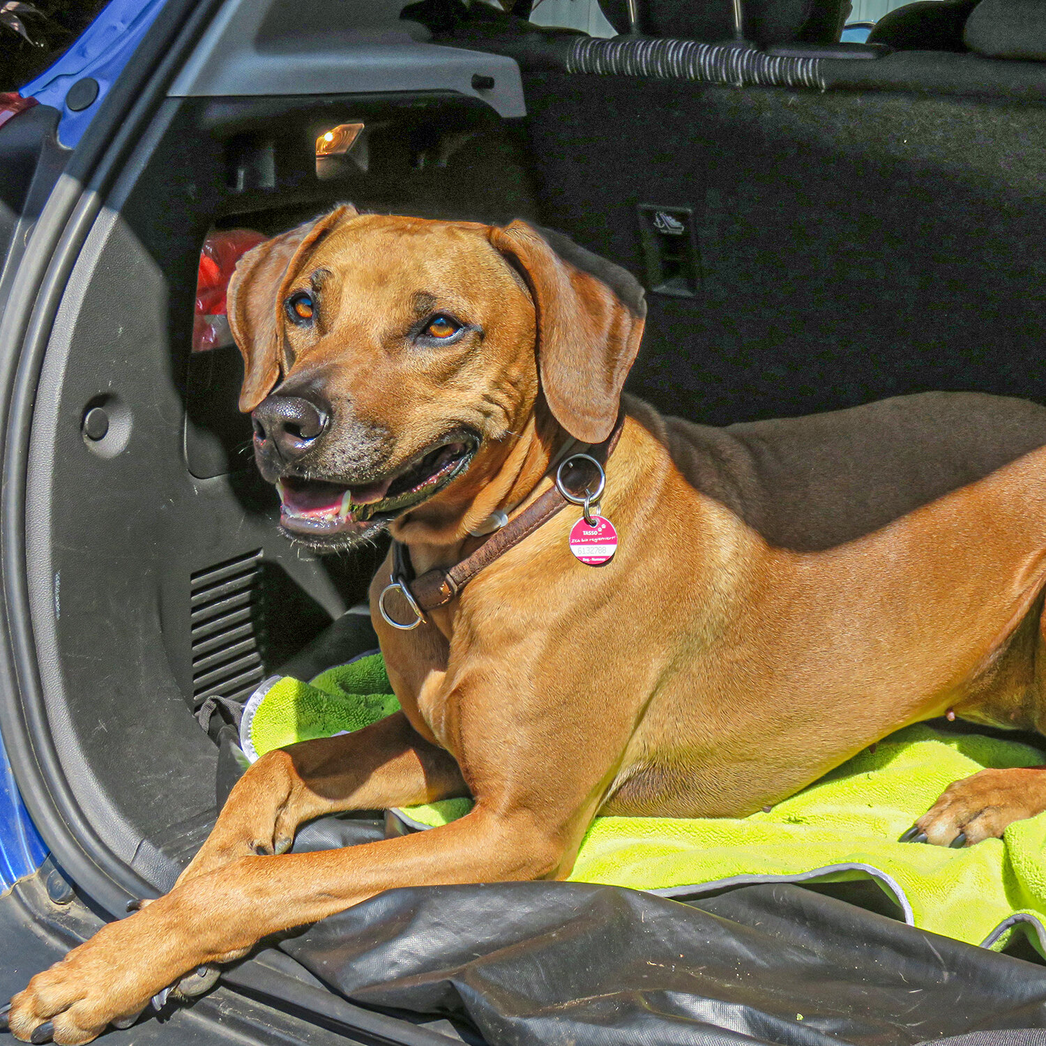 Hundehandtuch Pet Towel